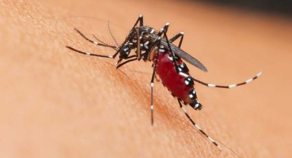 Alarma por creciente contagio de dengue en Hidalgo; esto es lo que puedes hacer para evitar infectarte