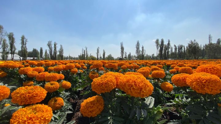 Día de Muertos 2023: En estos lugares de CDMX puedes comprar flores de cempasúchil originales