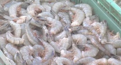 Tráfico de camarón, sin freno en México; Gobierno no atiende la crisis