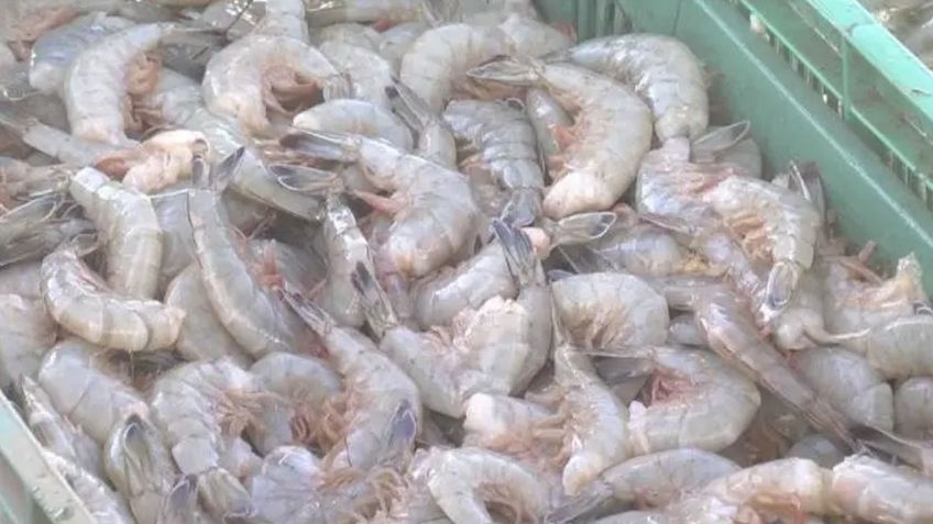 Tráfico de camarón, sin freno en México; Gobierno no atiende la crisis