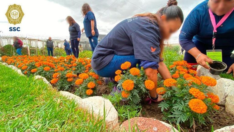 Flor de Cempasúchil en CDMX