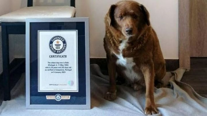 Luto en el mundo: Fallece 'Bobi', el perro más viejo de la historia; tenía 31 años de edad