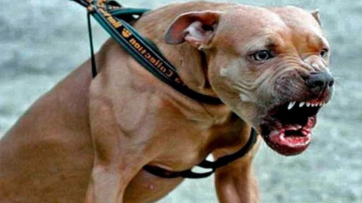 Perro pitbul ataca a niño en el Sur de Sonora: Piden ayuda para su cirugía