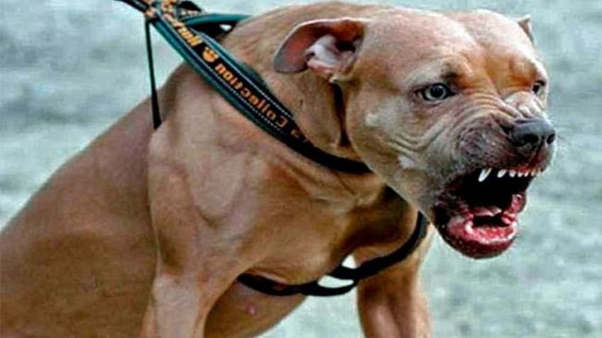 Perro pitbul ataca a niño en el Sur de Sonora: Piden ayuda para su cirugía