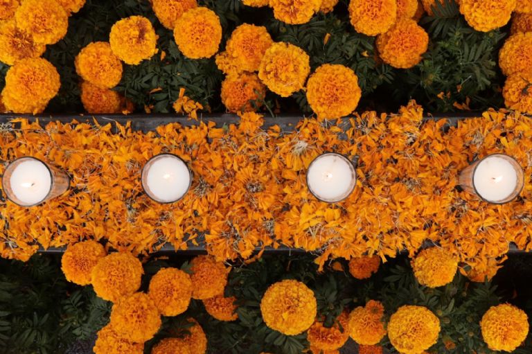 Venta de Flor de Cempasúchil en CDMX