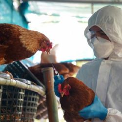 Detectan primer caso de influenza aviar AH5 en México; sacrifican 15 mil aves en Sonora