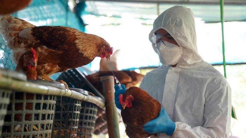 Detectan primer caso de influenza aviar AH5 en México; sacrifican 15 mil aves en Sonora