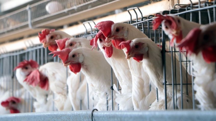 Sader trabaja en medidas para evitar propagación de Gripe Aviar AH5 en Sonora