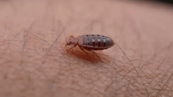 Cimex lectularius: No solo es en la UNAM; alerta en Europa por plaga de chinches