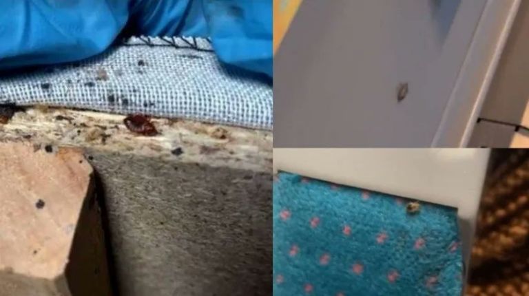 Plaga de chinches en París