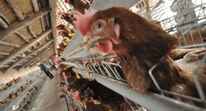 Gobierno de Sonora manda sacrificar más de 15 mil aves por brote de Influenza Aviar AH5