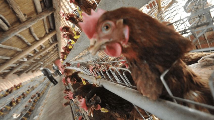 Gobierno de Sonora manda sacrificar más de 15 mil aves por brote de Influenza Aviar AH5