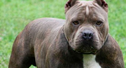 Pitbull mata a un hombre de 54 años; el can fue sacrificado y su dueño está en prisión