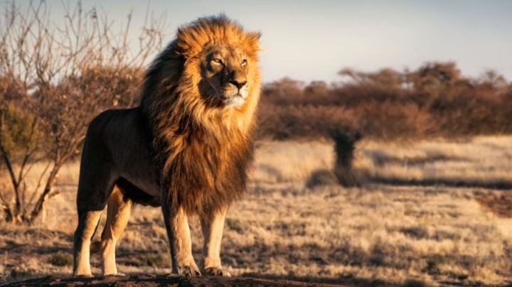 Día Mundial de los Animales 2023: ¿Por qué se conmemora el 4 de octubre? Origen de la fecha