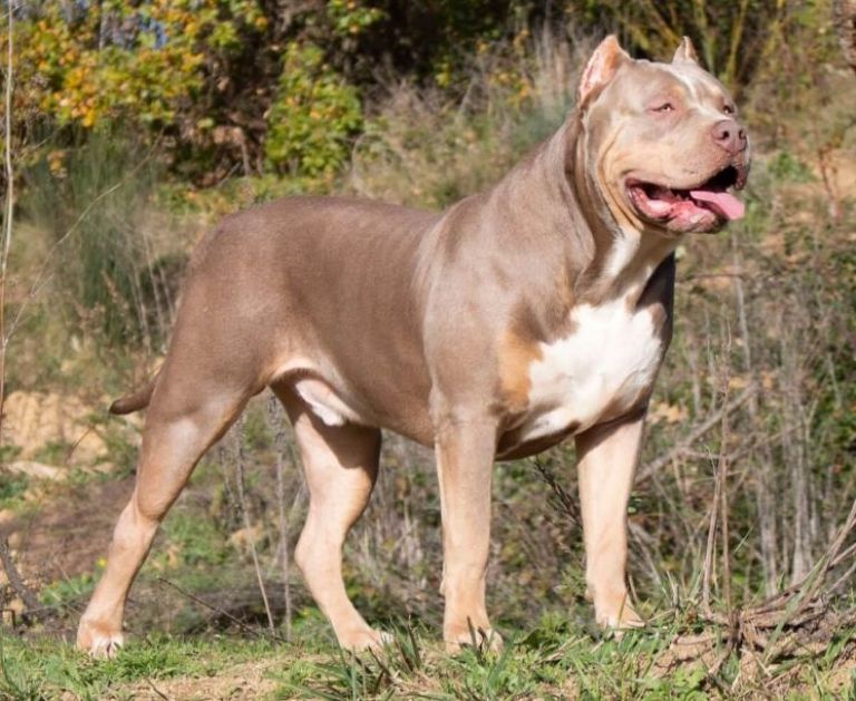 Hombre muere luego de ser atacado por un pitbull en Reino Unido