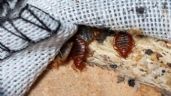 Plaga de chinches: Investigadora de la UNAM asegura que se trata de 'psicosis' injustificada