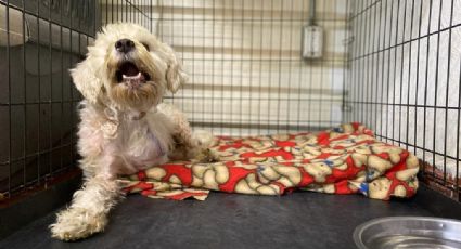 Piñoncito, perrito de tres patas rescatado en las vías del Metro busca nuevo hogar