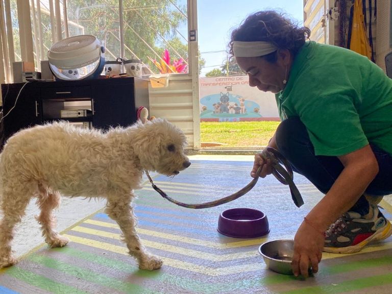 Perrito rescatado en el Metro de la CDMX