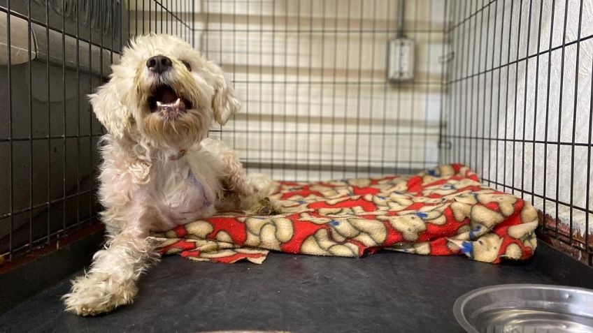 Piñoncito, perrito de tres patas rescatado en las vías del Metro busca nuevo hogar