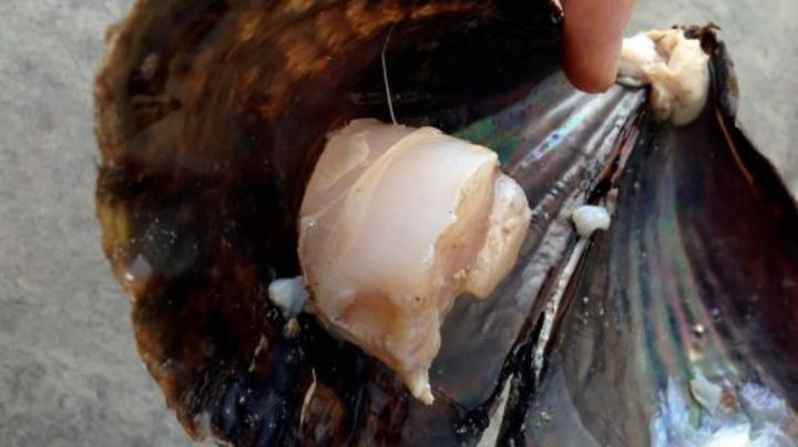 Sonora: Ribereños piden establecer veda del callo de hacha en Guaymas y Empalme