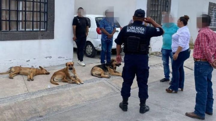 Nuevo caso de envenenamiento colectivo de perros en SLP; autoridades tomaran acción legal