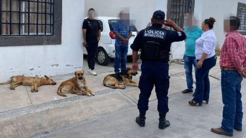 Nuevo caso de envenenamiento colectivo de perros en SLP; autoridades tomaran acción legal
