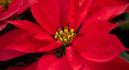 Flor de nochebuena: Así es como debes regar tu plantita para cuidarla de forma adecuada