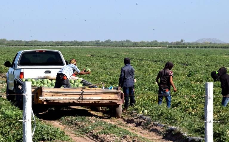 Gobierno de AMLO no procura la producción en el campo. Foto: Internet