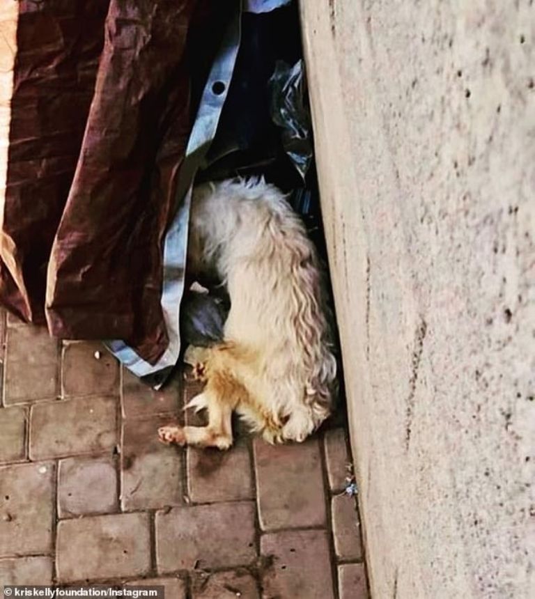 Perrito en situación insalubre 