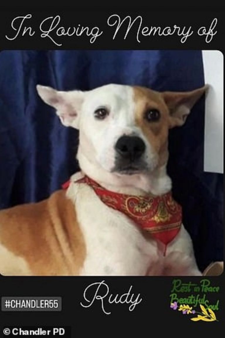 Perrito encontrado muerto