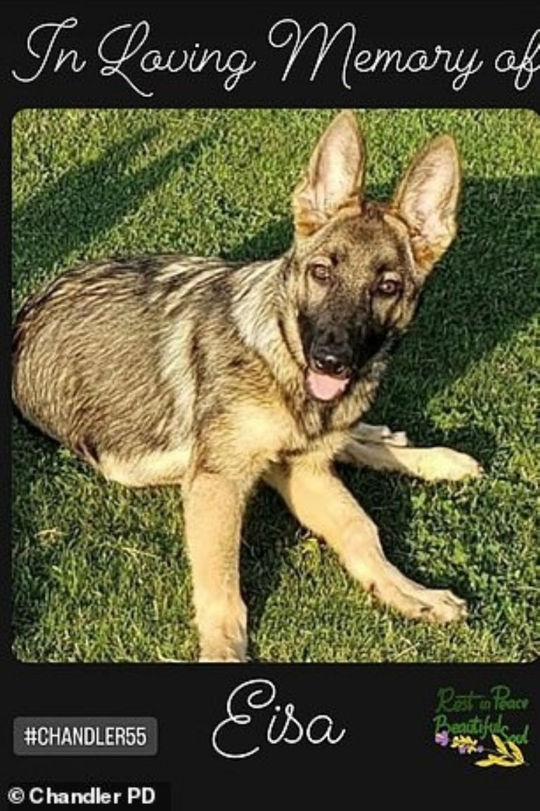 Perrito encontrado muerto