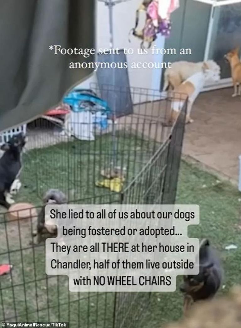 Perritos en situaciones deplorables 