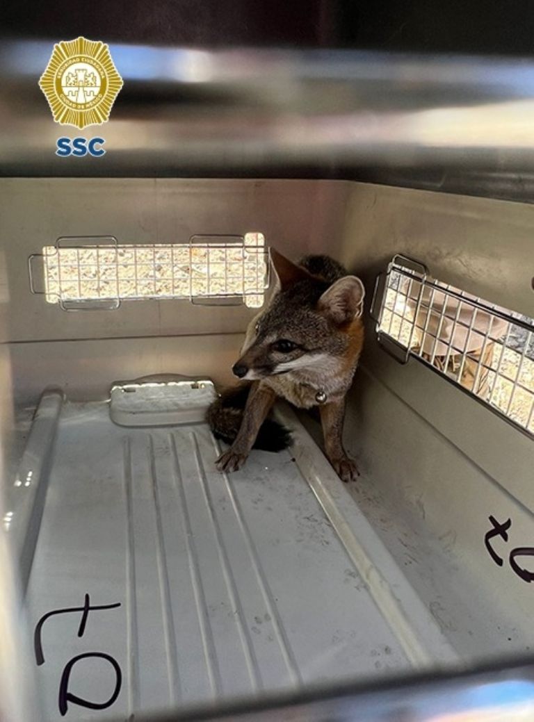 Rescatan a Zorro en la CDMX