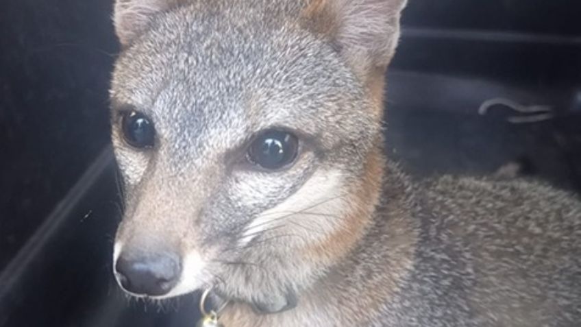 Rescatan a ejemplar de Zorro en la Venustiano Carranza; autoridades lo trasladan