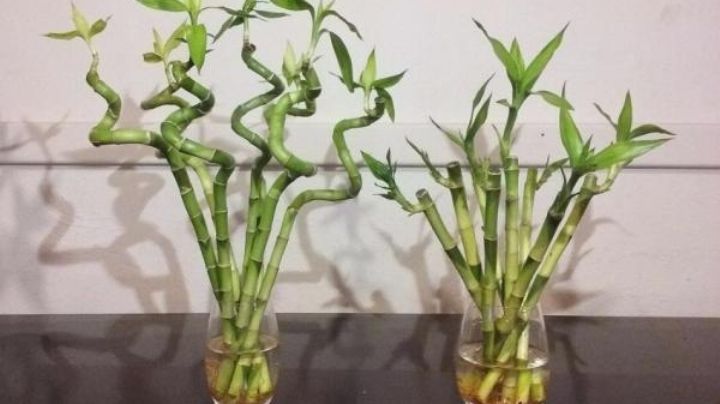 Plantas que absorben más CO2: Ponlas en tu toda tu casa para respirar aire más limpio