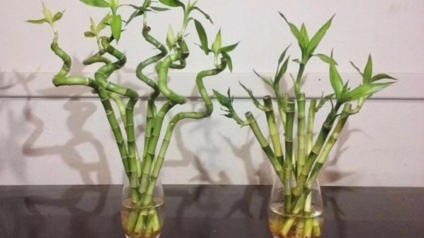 Plantas que absorben más CO2: Ponlas en tu toda tu casa para respirar aire más limpio