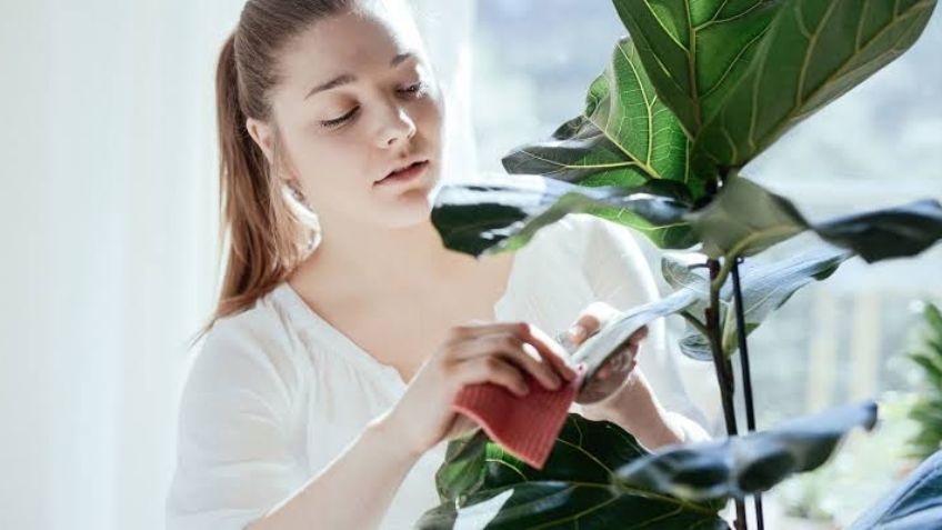 Plantas de interior que se pueden regar con leche; las protege de enfermedades fúngicas