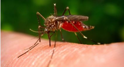Dengue registra una letalidad del 50 por ciento en la Región del Mayo
