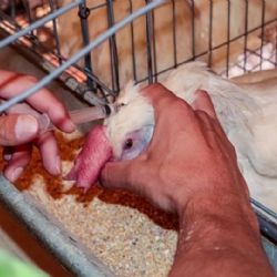 Otra vez en Cajeme: Detectan segunda granja con brote de gripe aviar AH5 en Sonora