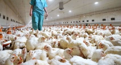 AMLO confirma brotes de gripe aviar en Cajeme, Sonora; Agricultura y Salud informarán, dice