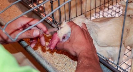 Otra vez en Cajeme: Detectan segunda granja con brote de gripe aviar AH5 en Sonora