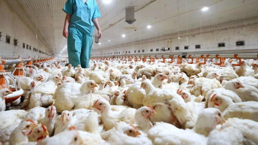 AMLO confirma brotes de gripe aviar en Cajeme, Sonora; Agricultura y Salud informarán, dice