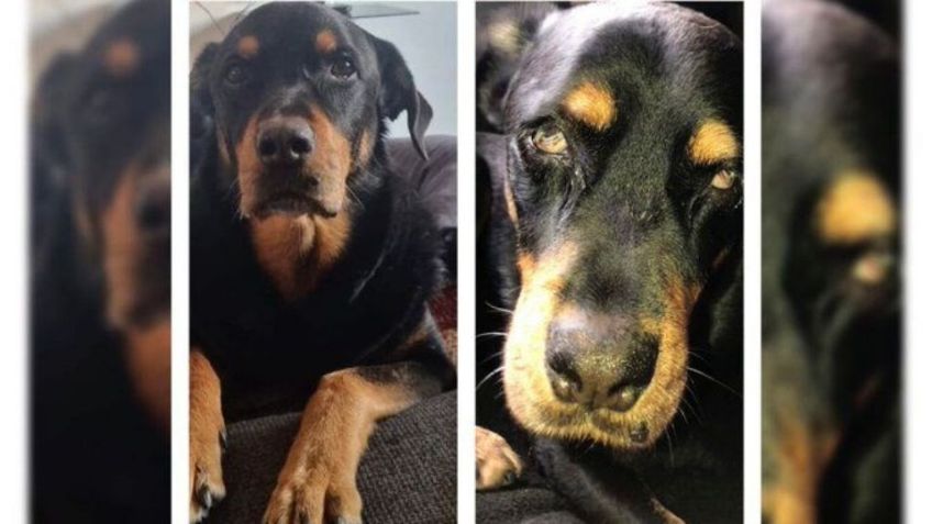 Emiten orden de aprehensión contra agresor del perrito Sbanch; roció al can con ácido