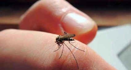 Región del Mayo registra la única defunción a causa del dengue en todo Sonora