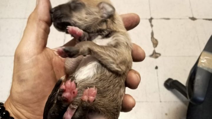 Cachorro es rescatado de las vías del Metro en la estación Chabacano; regresa con su dueño