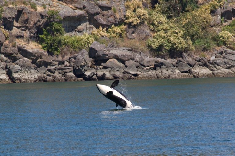 Orcas hunden yate en el Estrecho de Gibraltar 