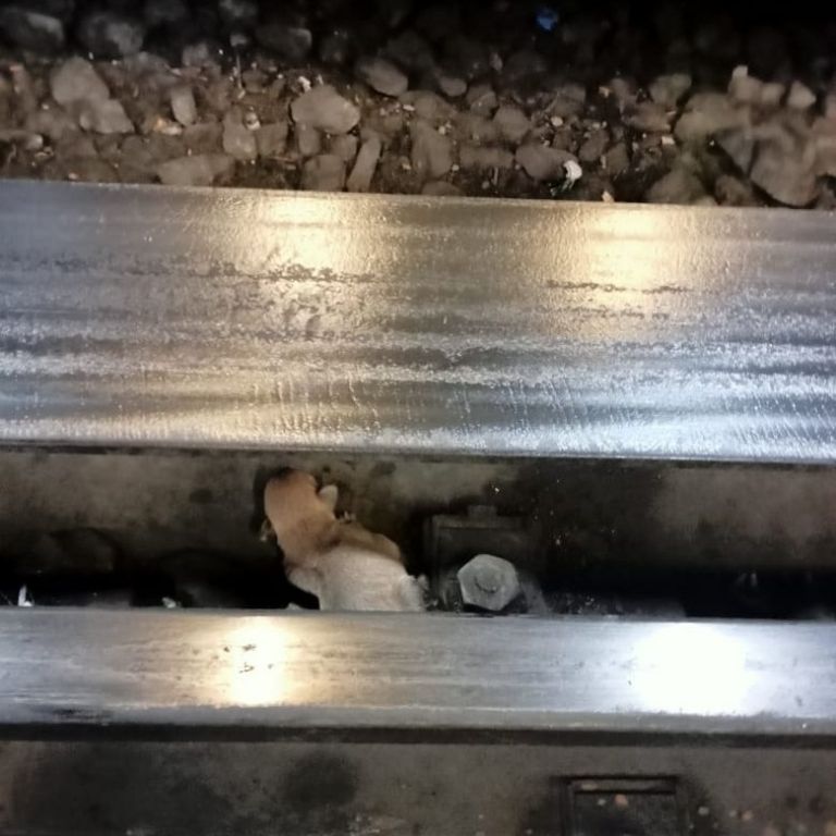 Perrito rescatado en Chabacano