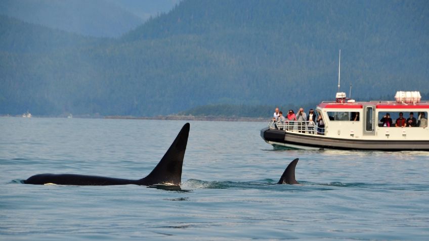 Grupo de orcas ataca yate turístico hasta hundirlo en España; pasajeros sobreviven