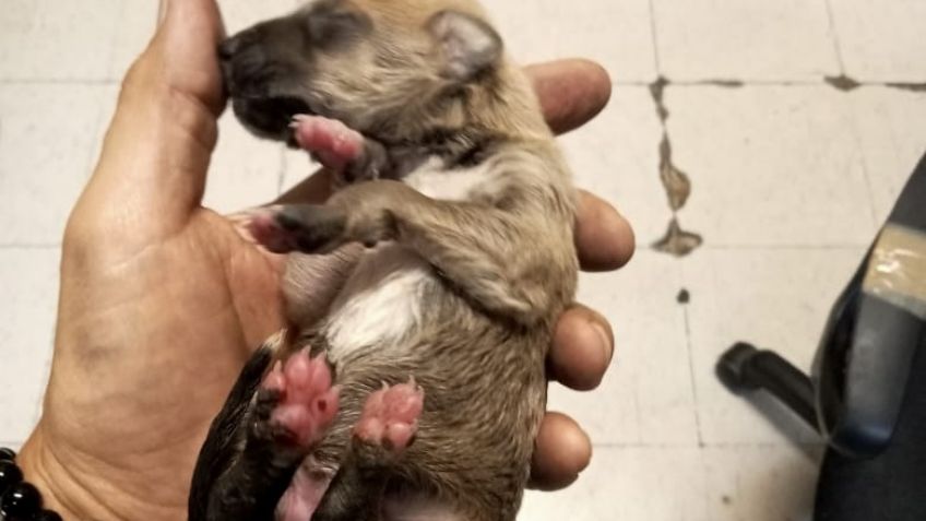 Cachorro es rescatado de las vías del Metro en la estación Chabacano; regresa con su dueño
