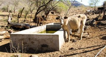 Sequía dejaría estragos en Guaymas y Empalme; en riesgo más de 2 mil cabezas de ganado